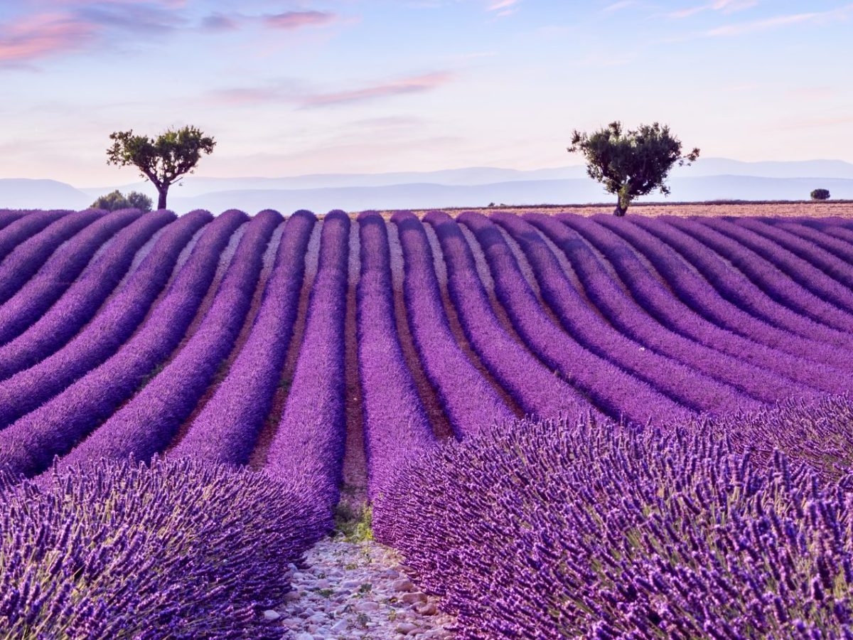 Lavender,Field,Summer,Sunset,Landscape,Near,Valensole.provence,france