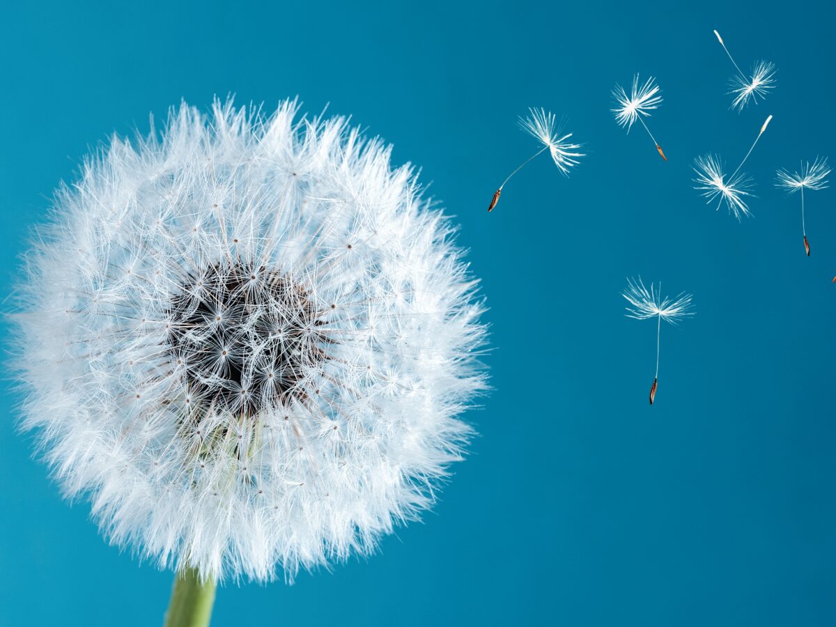Macro,Nature.,Dandelion,At,Sky,Background.,Freedom,To,Wish.,Dandelion