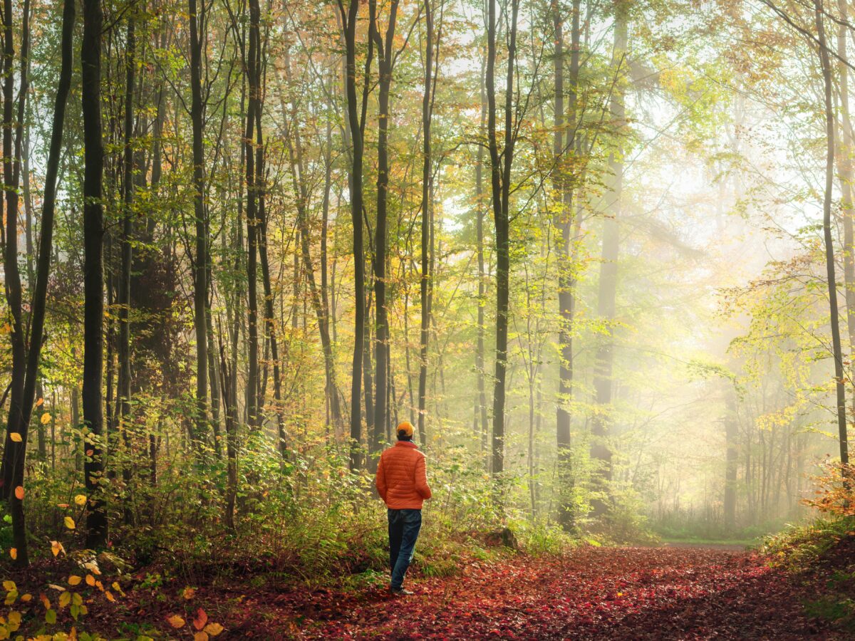 Solitary,Walk,In,Atmospheric,Woodlands,With,Light,Fog,And,Sunshine.