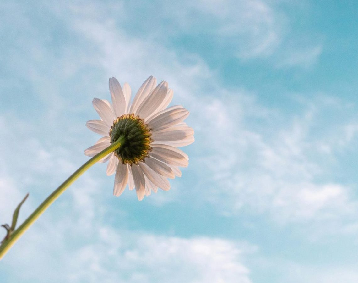 pexels aaronburden 2449543